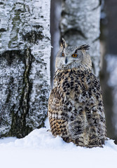 Big Eastern Siberian Eagle Owl