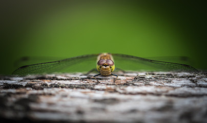 Libelle auf einem Ast von vorne fotografiert. Nahaufnahme Fokus im Vordergrun