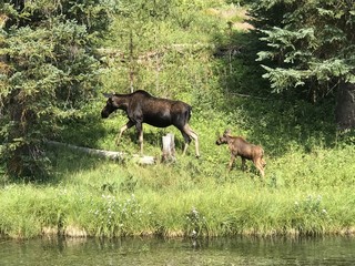 Walking Moose Mother and Calf