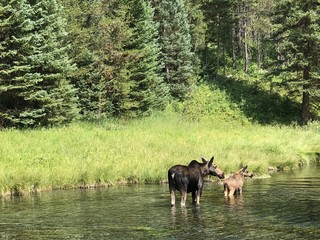 Moose and Baby in Lake