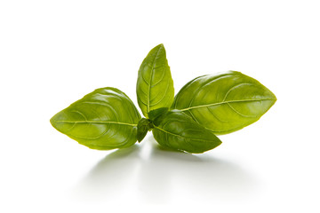 Basil on white background