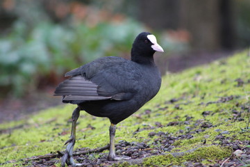 Moor hen Keston