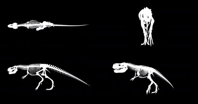 Trex skeleton walking cycle, 3D animation loop, alpha channel