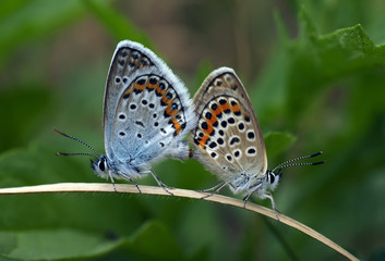 Fototapeta na wymiar Бабочка-голубянка в природе