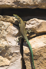 Closeup of small italian wall lizard or reptile climbing stones and looking into camera, yellow and cyan scales.