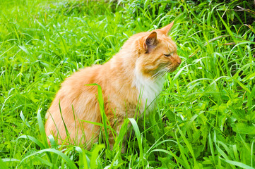 Naklejka na ściany i meble Cute red cat eating green grass outdoors