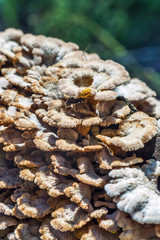 Inedible mushroom Melanistic ordinary ( lat. Schizophyllum commune )