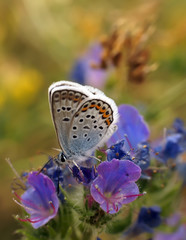 Бабочка-голубянка в природе