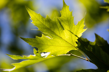 Green maple leaves on a tree in the nature