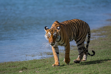 Fototapeta na wymiar Tiger beside lake