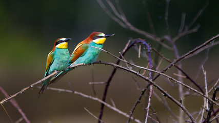 Merops Apiaster Gruccione europeo