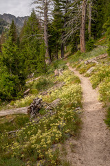 Fototapeta na wymiar Wild flowers line a hiking trail in the rugged Idaho mountains