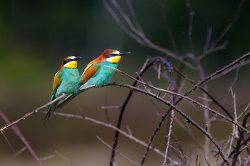 Merops Apiaster Gruccione europeo