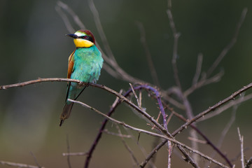 Merops Apiaster Gruccione europeo