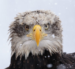 A beautiful american white-headed eagle portrait