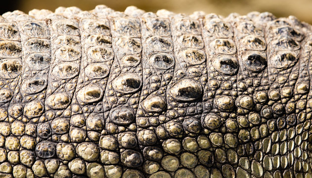 Spikes On Crocodile Skin In The Zoo