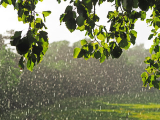 Sunshower or sun shower, meteorological phenomenon: rain falls while the sun is shining. Blind...