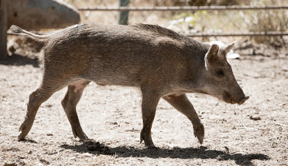 Fototapeta premium Wild boar in the zoo