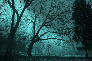 The trees in the park in fog on the cyan background