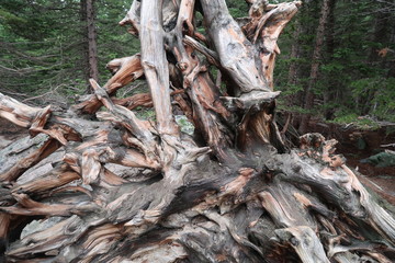 tree root