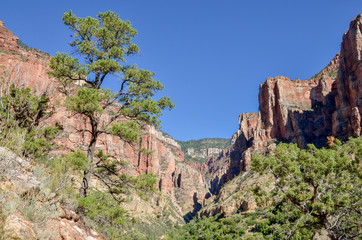 pine trees on the slopes of Roaring Springs Canyon 
North Rim, Grand Canyon National Park, Arizona, USA 