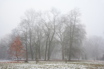 Park in december after the first snow in fog with red leaves on the small tree