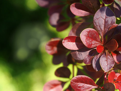 Branches of barberry with red leaves illuminated by the sun. Natural summer background. Berberis thunbergii, Atropurpurea, Bagatelle