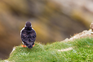 Pulcinella di mare fratercula arcaica alcidae