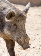 Wild boar in the zoo