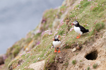 Pulcinella di mare fratercula arcaica alcidae