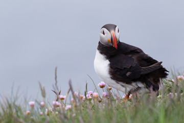 Pulcinella di mare fratercula arcaica alcidae