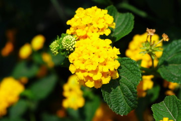 The small bright yellow flower