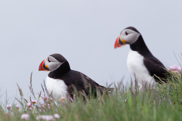 Pulcinella di mare fratercula arcaica alcidae