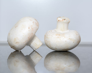 Pilze - Champignon