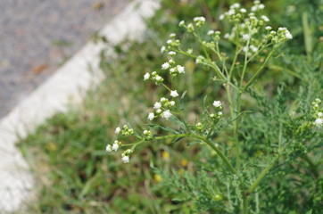 Street bush with white flowers