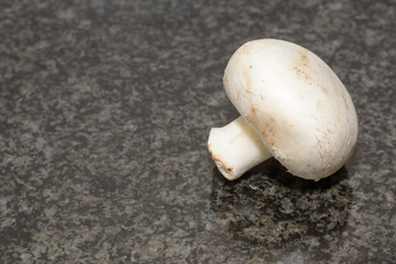 Pilz mit textfreiem Platz 