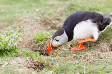 Pulcinella di mare fratercula arcaica alcidae