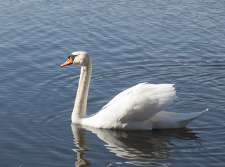 Swan