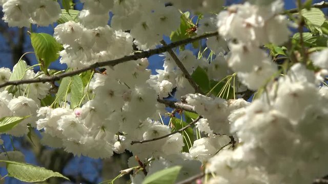 Close up footage of white cherry blossom from Japanese Cherry tree branches moving slowly by soft breeze during a typical spring day through the blossom also showing blue sky background 4k resolution