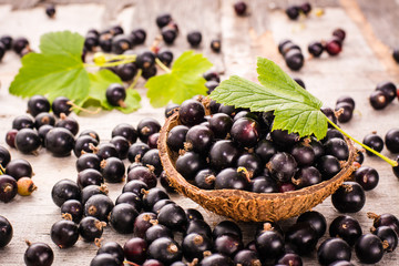 Fresh black currant in the bowl and a green leaf. Many currants scattered on the shabby  table