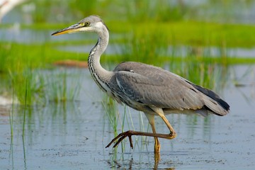 Grey Heron on the west coast in Sweden