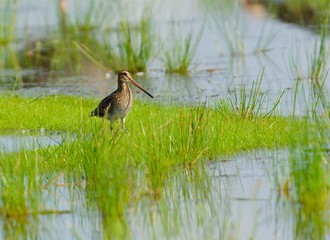 Snipe on the west coast in Sweden