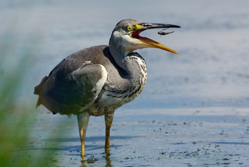Grey Heron on the west coast in Sweden