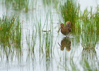 Snipe on the west coast in Sweden 