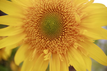Macro shot of sunflower for sale at the Farmers Market