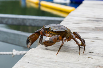 European shore crab fishing released