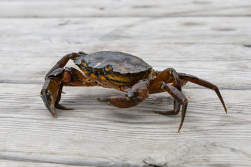 European shore crab fishing released