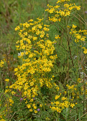 Obraz premium Jakobs-Greiskraut, Senecio jacobaea