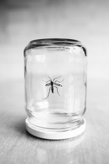 Insect in a jar. Insect is cloused in a jar on the table  Insect is cloused in a jar on the table
