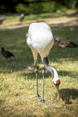 Adult tricolored heron